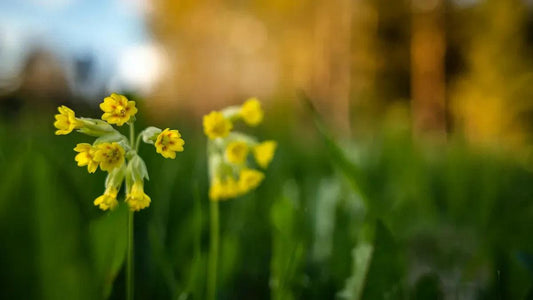 Onagre et fertilité : un soutien efficace - NATEVIO
