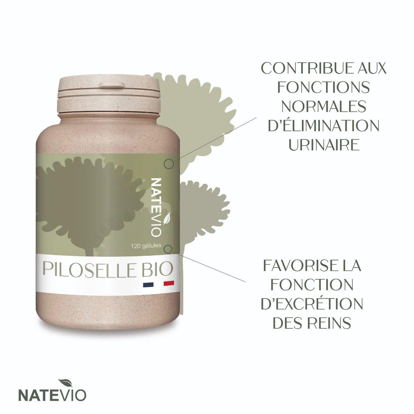 image bienfaits etiquette piloselle