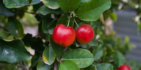 Algodystrophie et acerola : le potentiel thérapeutique du superfruit - NATEVIO