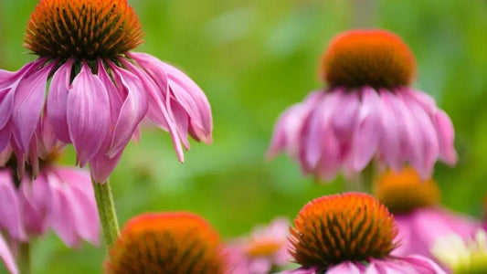 échinacea bienfaits