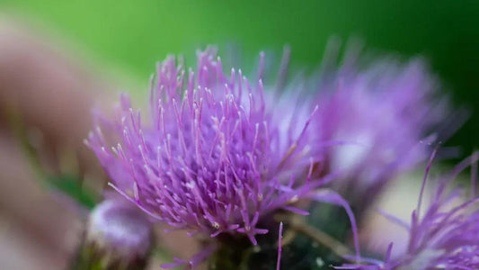 Plantes détoxifiantes et dépuratives