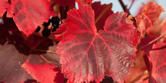 Vigne rouge et insuffisance veineuse : un remède naturel efficace - NATEVIO