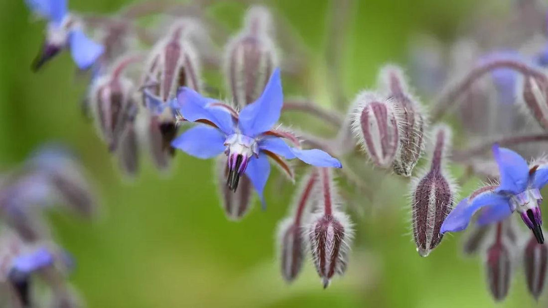 Découvrez les bienfaits de la bourrache, une plante aux multiples vertus - NATEVIO